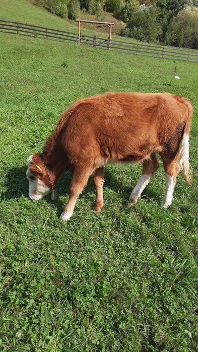 Vaca baltata romaneasca originala de vanzare