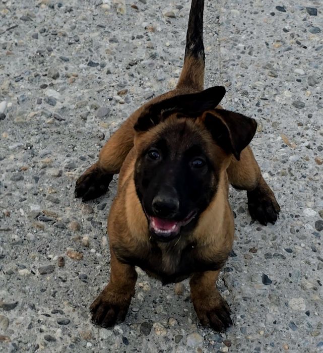 Ciobănesc belgian malinois femela