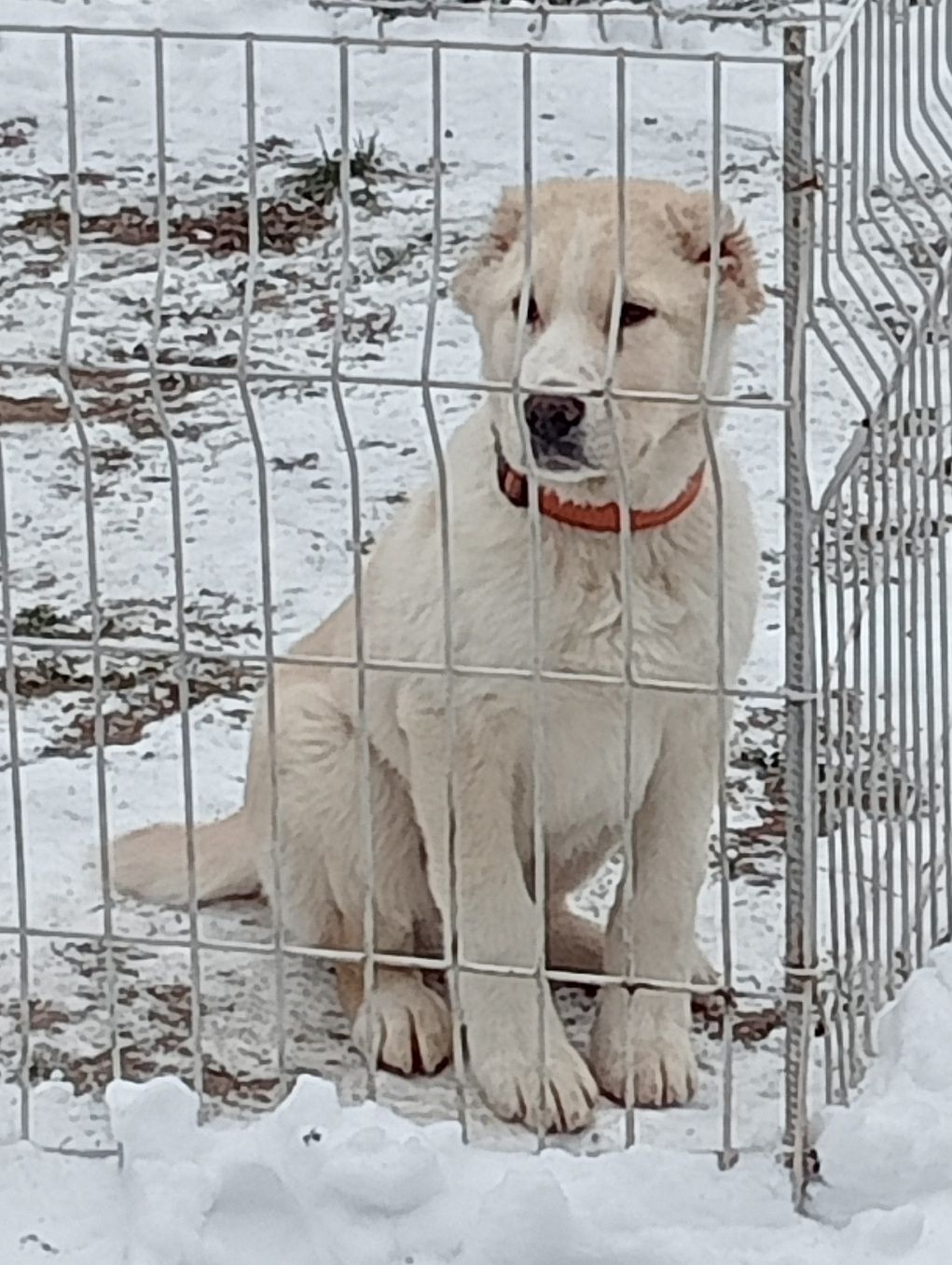 Продам щенка Алабая