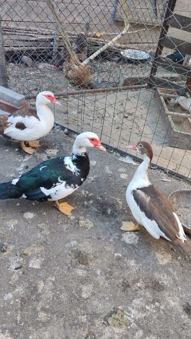 Vând rațe mute (leșești)