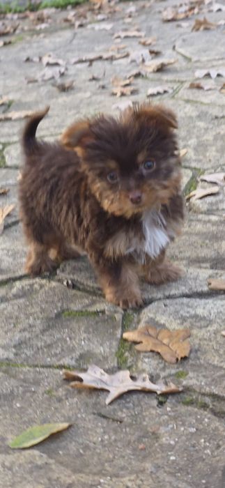 Йорки супер мини биро шоко бивър ,три момиченца!