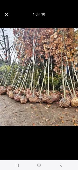 Vând copaci ornamentali tei mesteacăn platani brazi etc