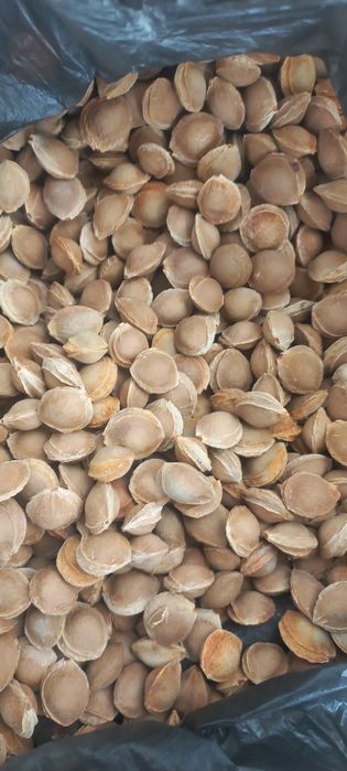 Donak sotiladi zōr va sifatli