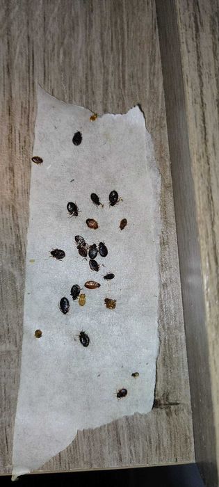 Dezinsectie plosnite - Deratizare plosnite Bucuresti si Ilfov