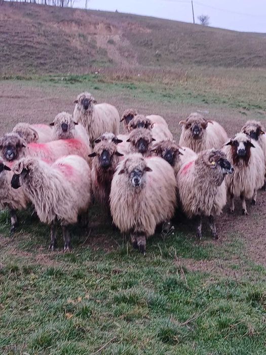 Vând 17 oi din care doi cârlani și un berbecuț