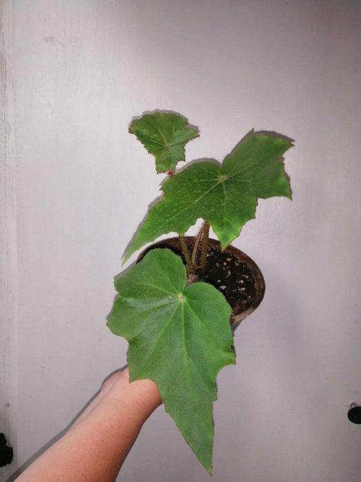 Бегония воротничковая (клещевинолистная)