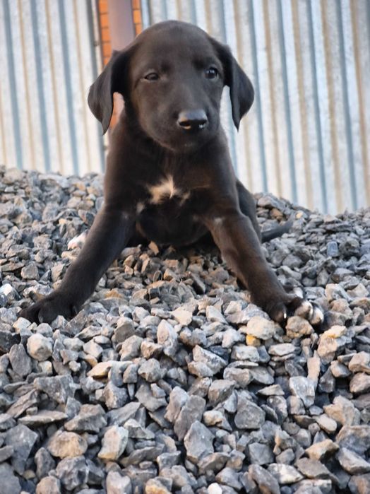 Щенки полукровки тазы.