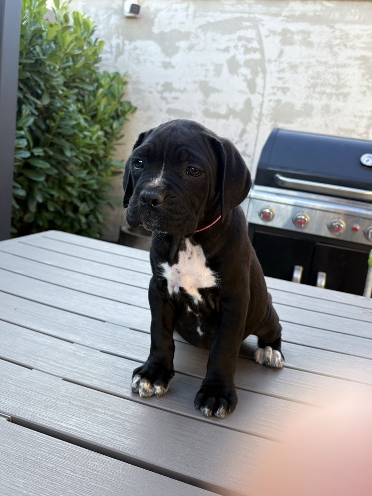 Cateluse cane corso 9 saptamani, femele, negre