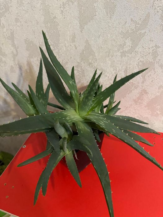 Продам.Комнатный цветок Алой Вера