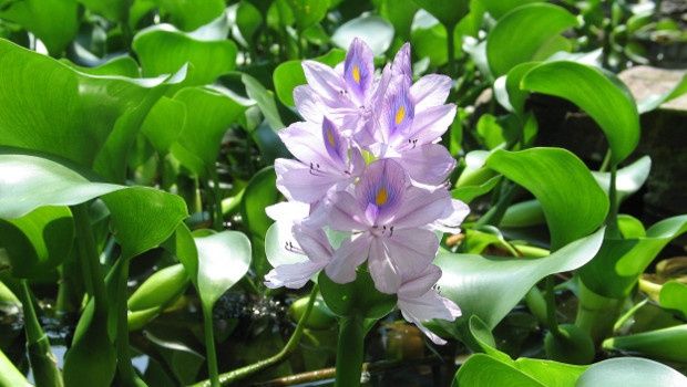 Продавам Воден зюмбюл, Воден хиацинт (Eichornia crassipes)