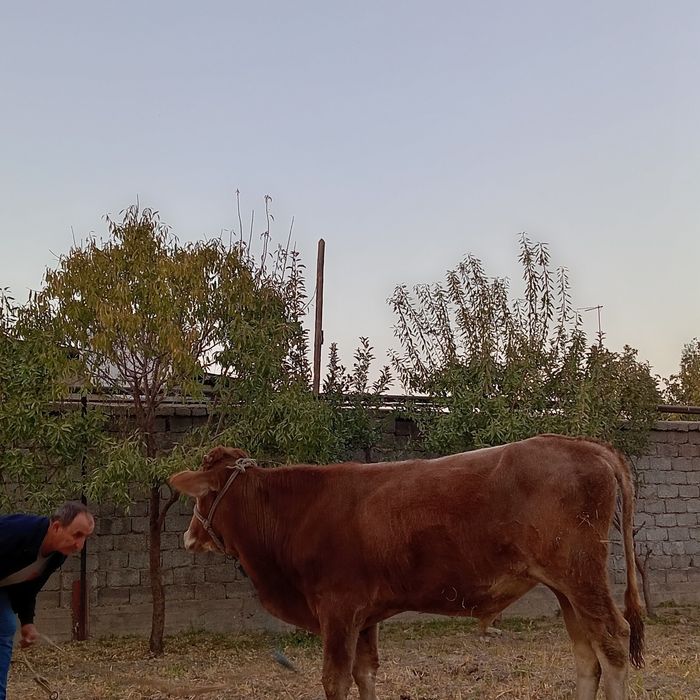 1yoshli shevet buqa sotiladi!