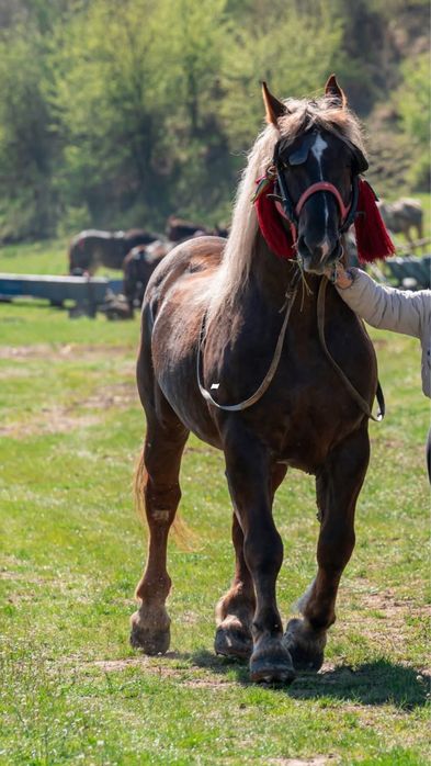 Armasar de vanzare ,6 ani  mai multe detali la telefon