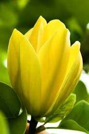 Magnolia yellow bird