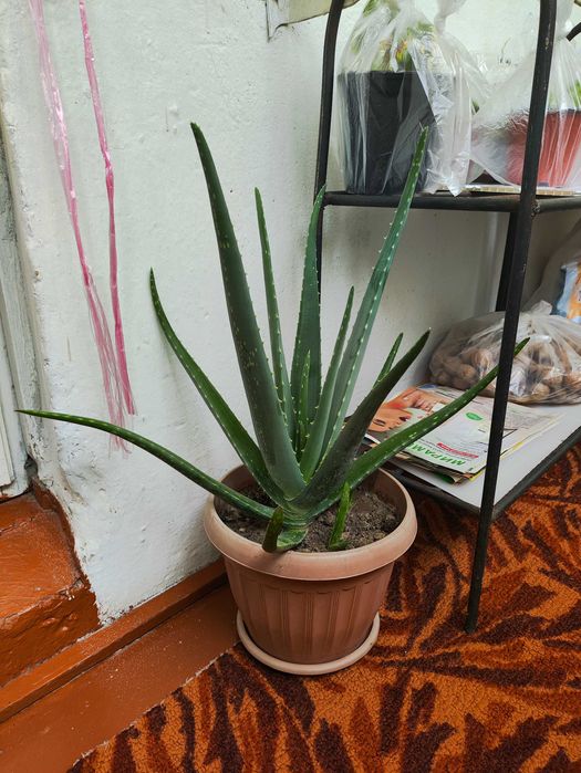 Продам цветок Алое