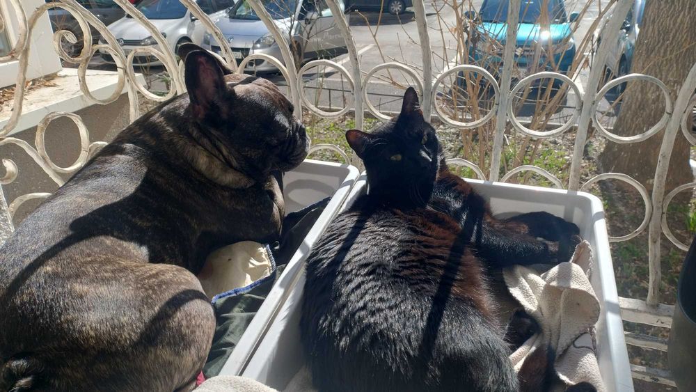 Ingrijesc animale de companie, P-ta Gorjului Militari