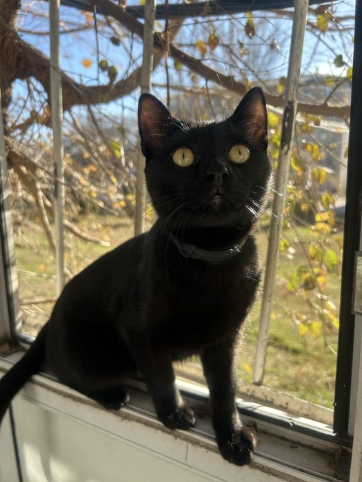 Отдам кота в надежные руки