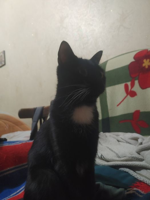 Кошка 1.5 года послушная ласковая(стерилизованная)