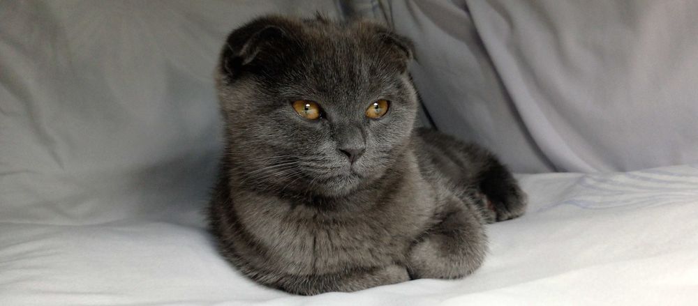 Котята порода "Британская коро короткошёрстная,,