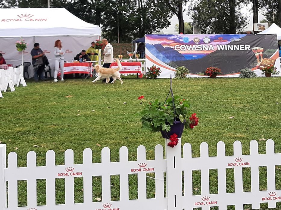 Golden Retriever Campion România