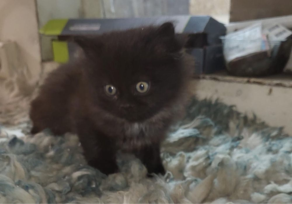 Отдадим котят в добрые руки