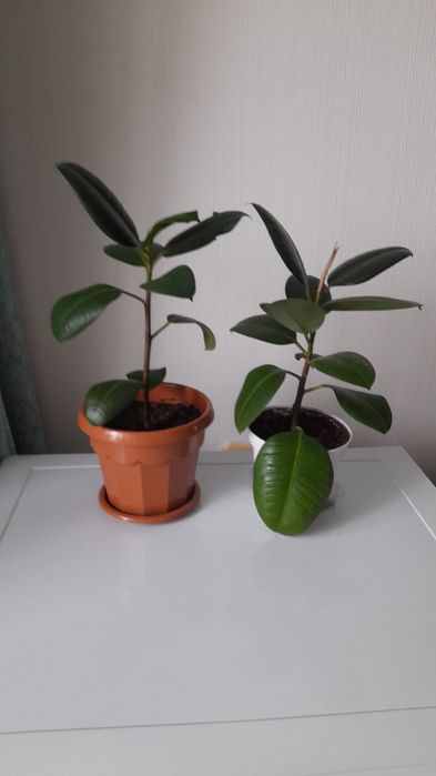 Продам фикусы, комнатные растения