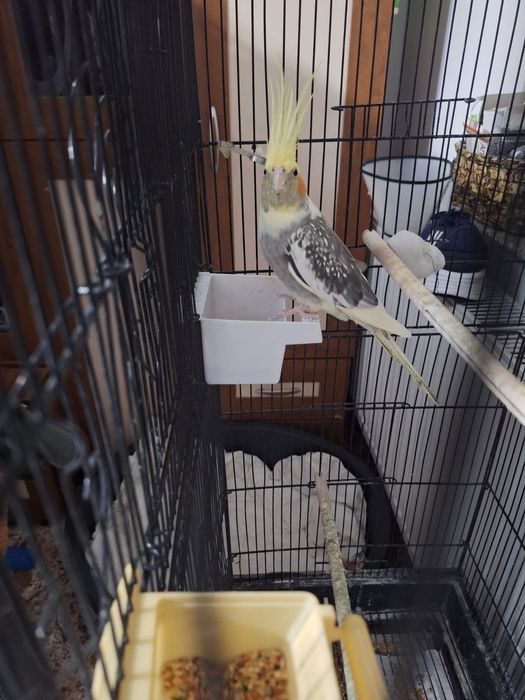 Nimfe și peruși de vânzare