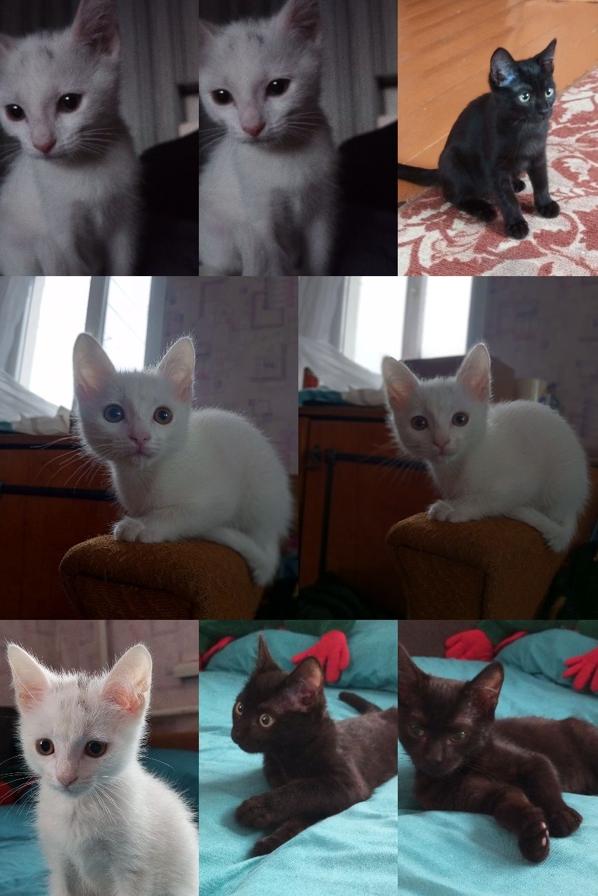 Кошечки ищят дом