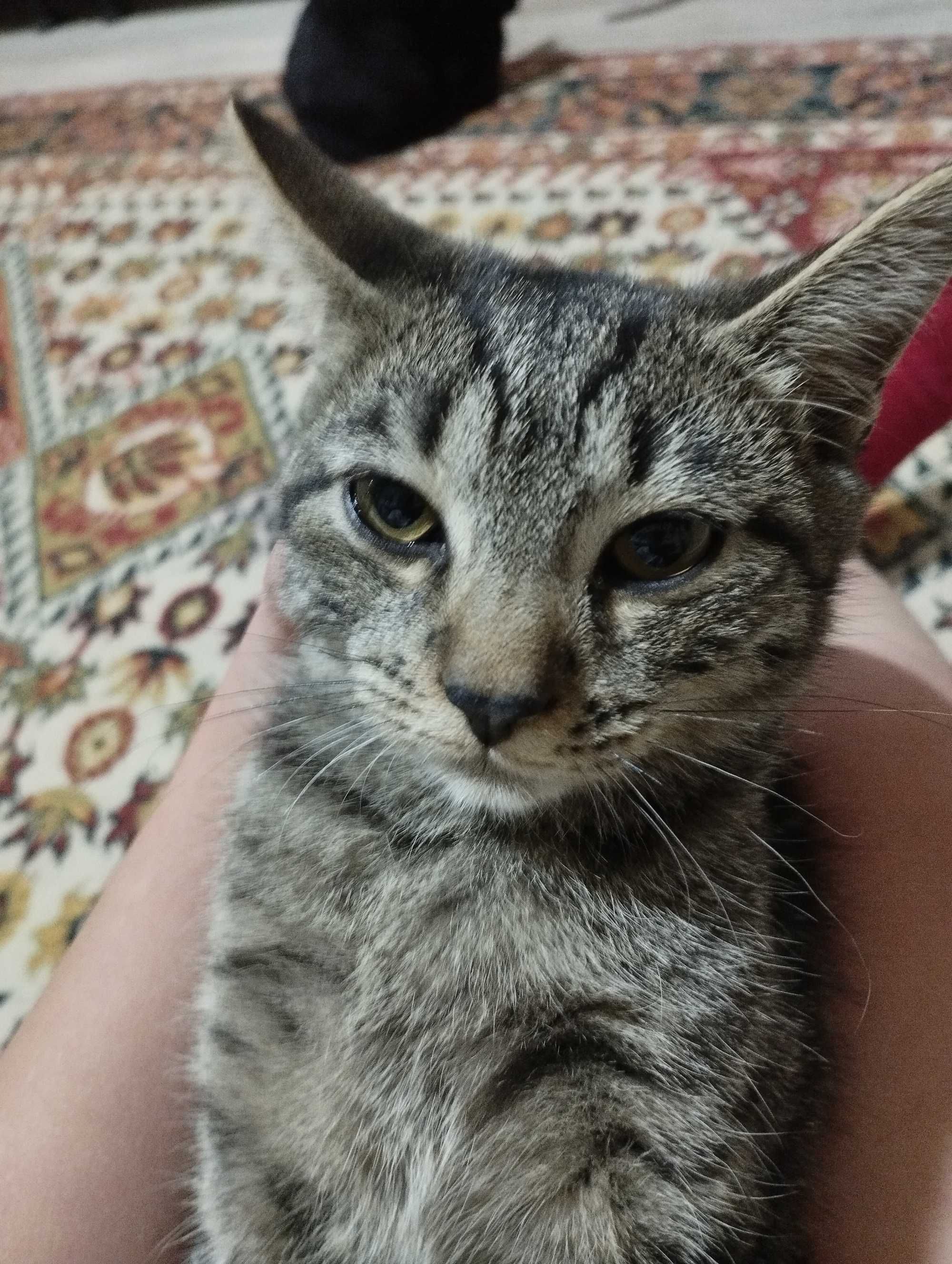 Продам кошку табби