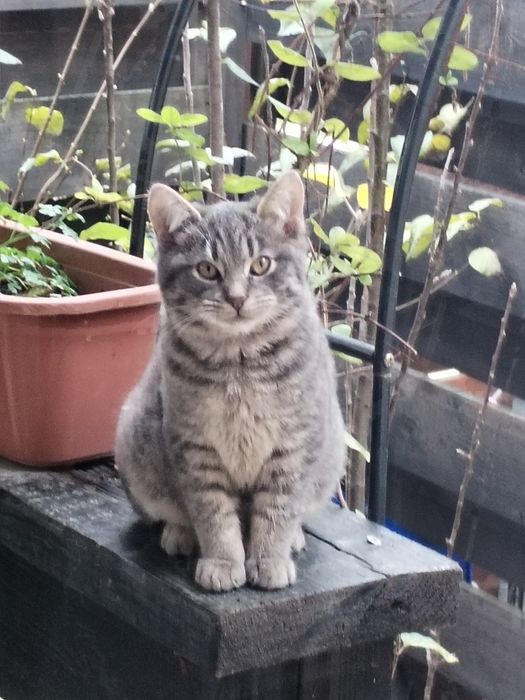 Donez pui pisica 4 luni