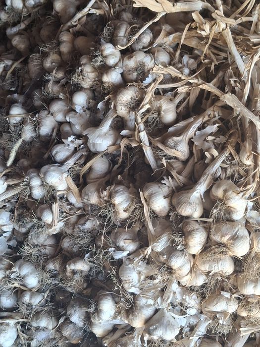 Usturoi de sămânță