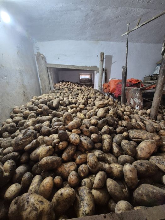 Vând cartofi  consum calibru mare