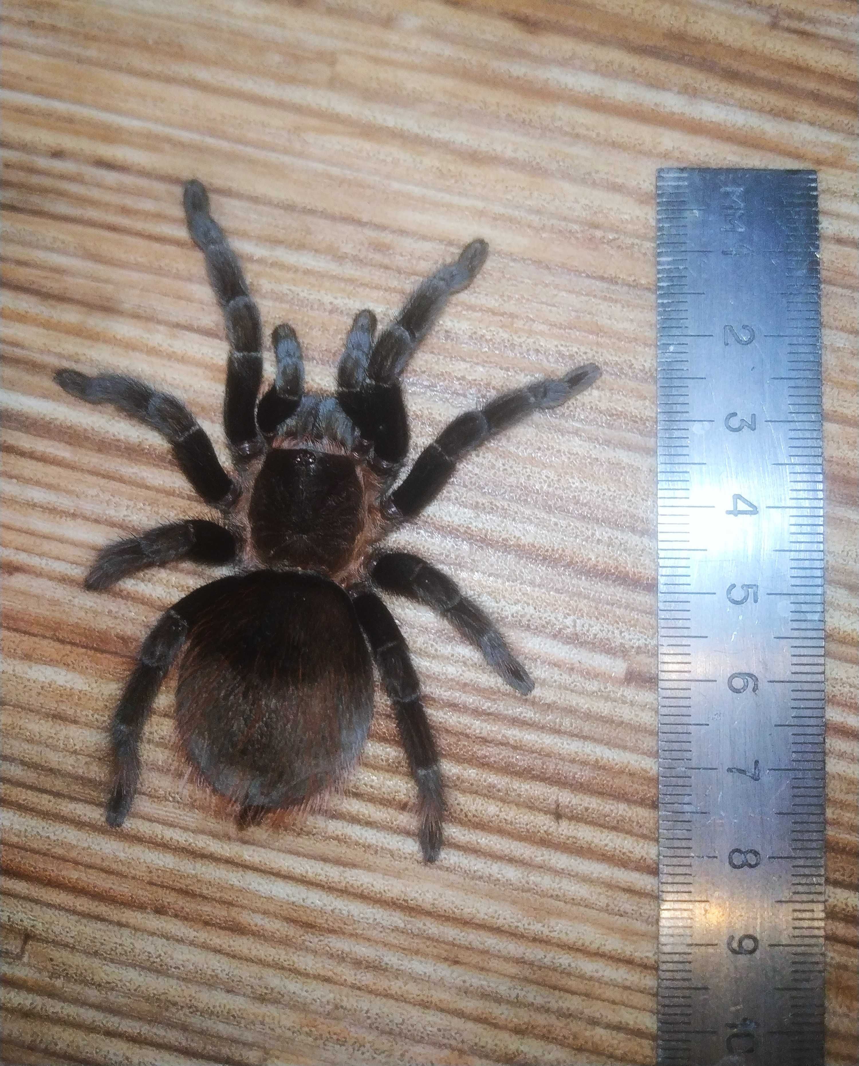 Brachypelma (Tliltocatl) vagans\Паук-птицеед (СамкаL8)