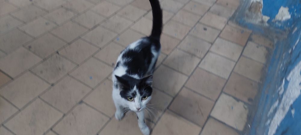 Котёнок хорошенький ласковый