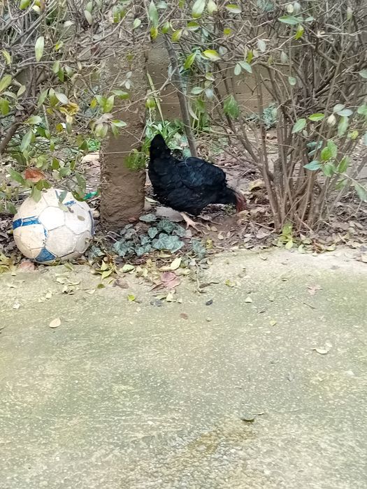 De vânzare o pereche de gaini pitice