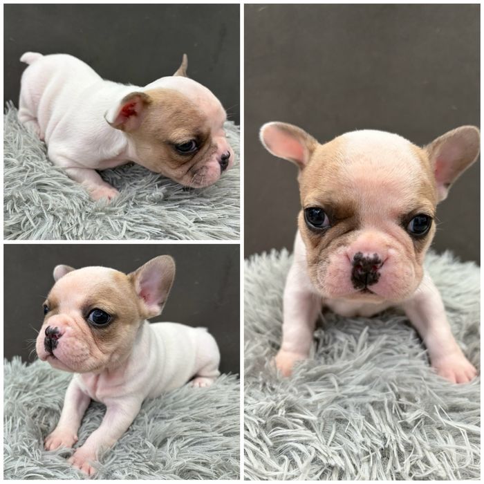 Френски булдог/малки кученца