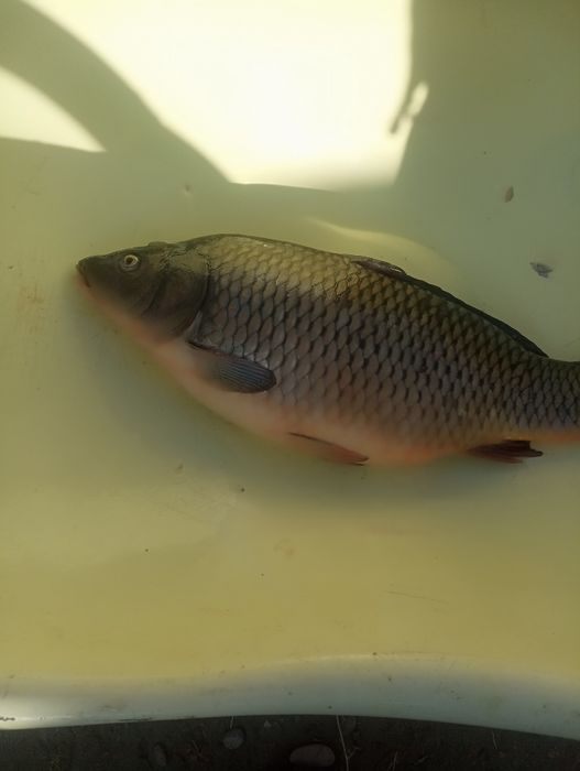 Сазан балик сотилади