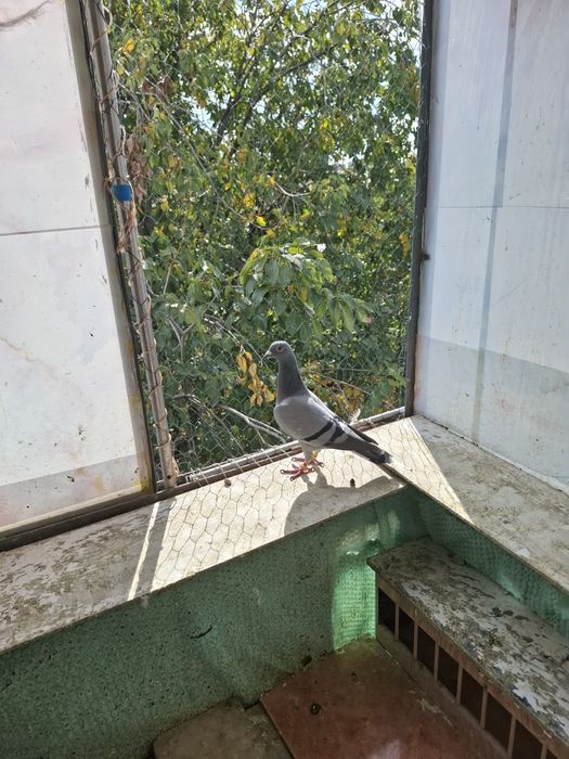 Vând porumbei voiajori sport