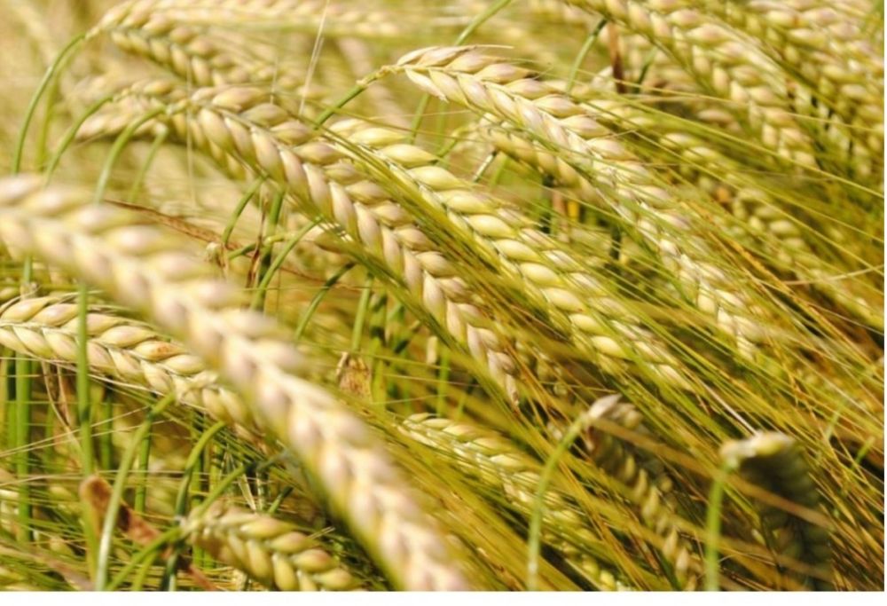 Vând porumb boabe recolta 2025