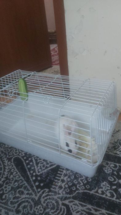 Uy quyoni damashniy