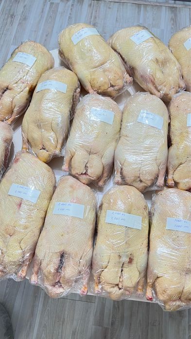 Астана! Домашние свежие утки