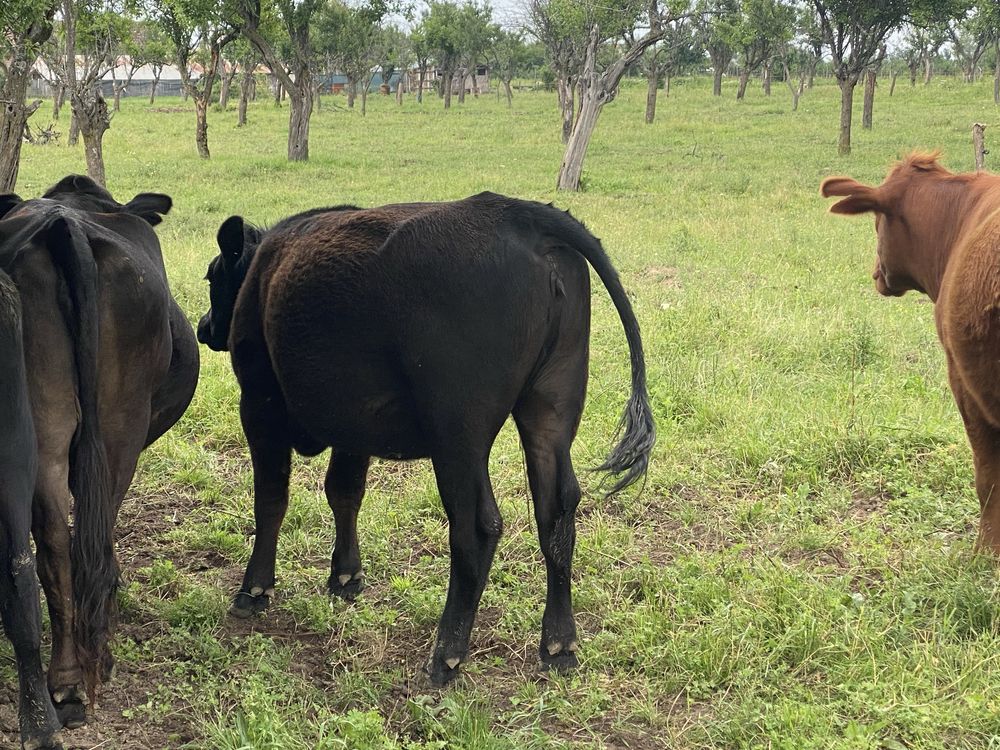 2 juninci gestante Angus