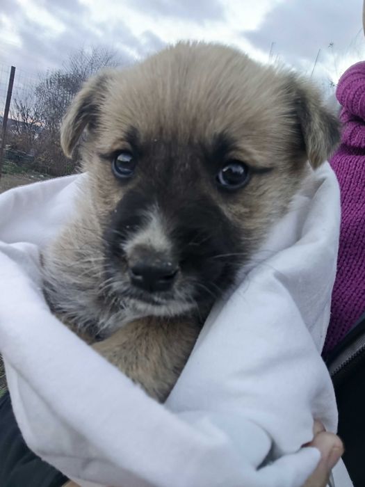 Caine pentru adoptie