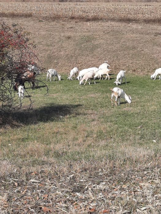 Vand Capre Sannen metis Anglonubian