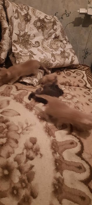 Отдам котят в хорошие руки!