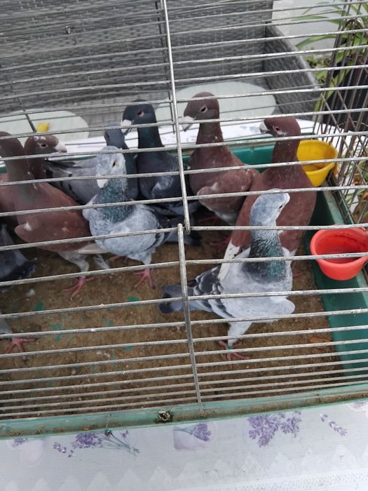 Porumbei germani de expozitie