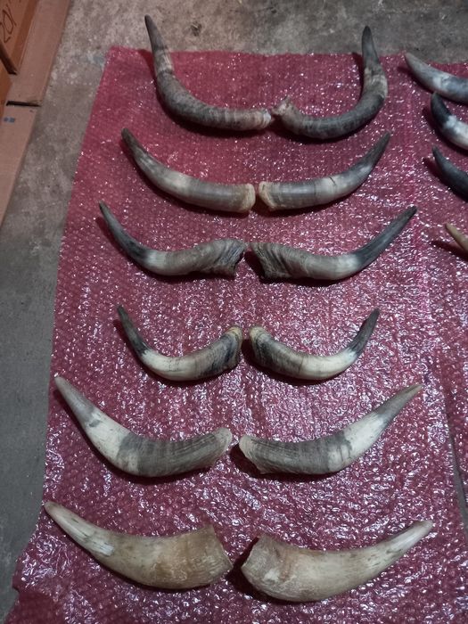 Decorațiuni coarne  pentru măști