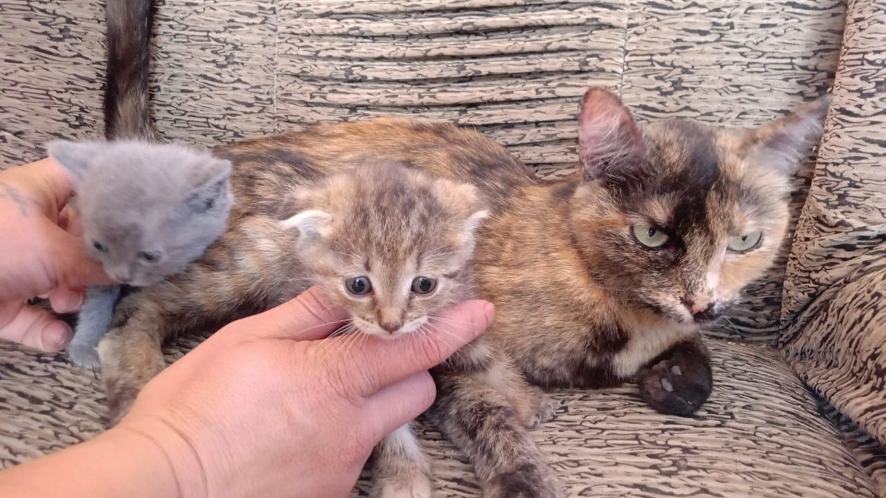 Животное кошка с котятами.