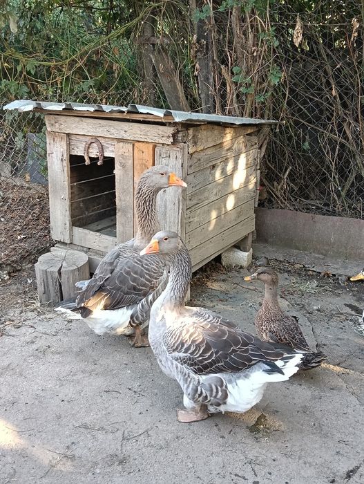 Gâște leșești pereche