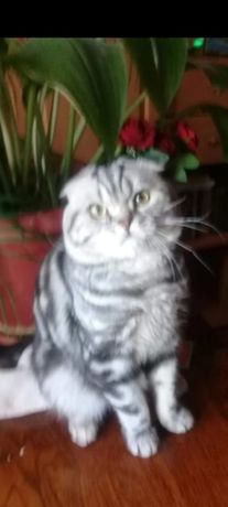 Вязка. Титулованный кот Чемпион породы Казахстана, с родословной.