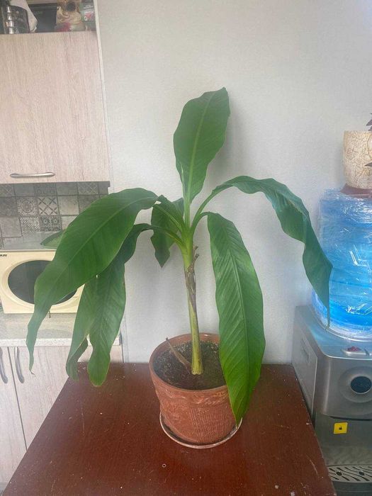 Продается Пальма